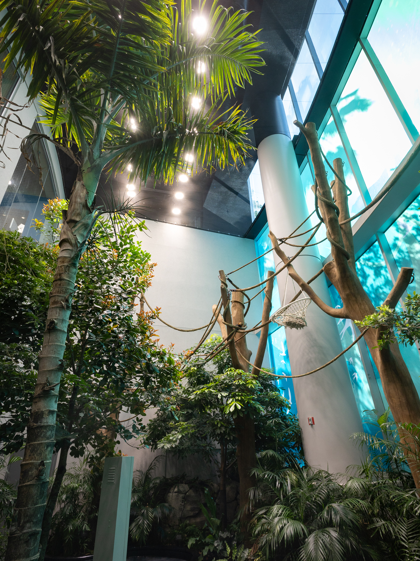 rainforest canopy overview at Orlando Science Center LIFE