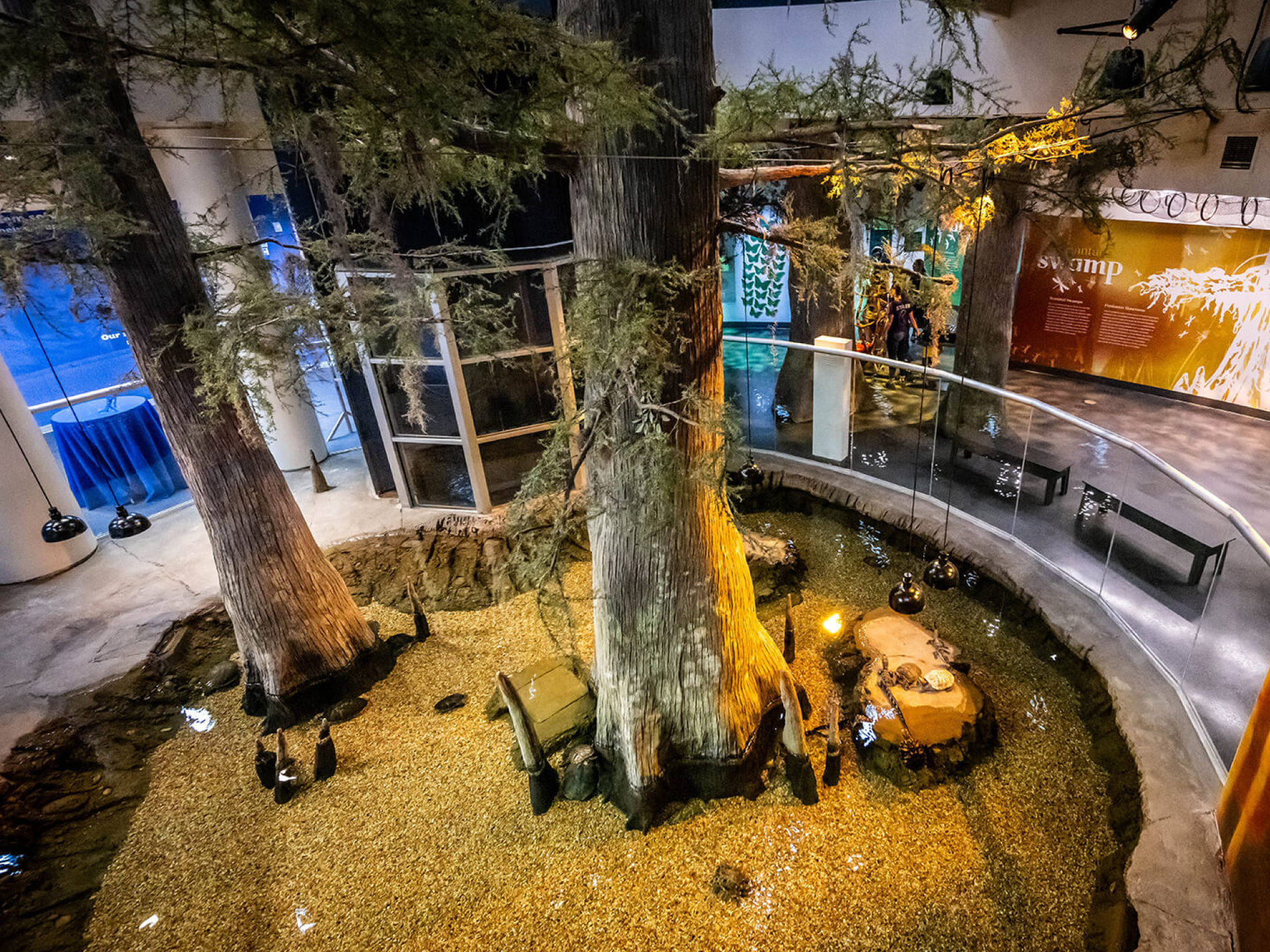 overview of swamp area at Orlando Science Center LIFE